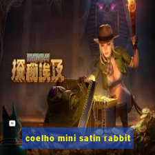 coelho mini satin rabbit